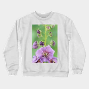 Verbascum  &amp;#39;Sugar Plum&amp;#39;  Mullein Crewneck Sweatshirt